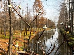 -上海长兴岛郊野公园