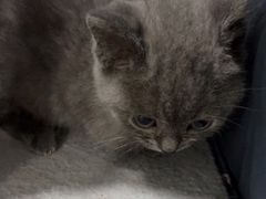 -佳怡动物医院·平价24小时·猫专科骨外科