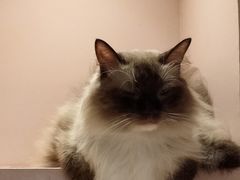 -猫儿山۰猫主题餐厅