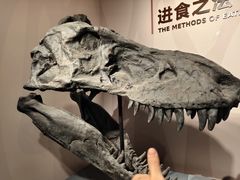 -自贡恐龙博物馆