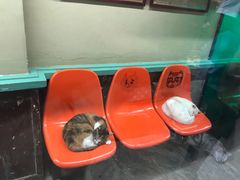 -猫咪博物馆(顶澳仔猫街店)