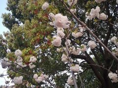 -高东镇樱花园