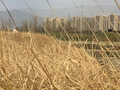 -两河城市森林公园