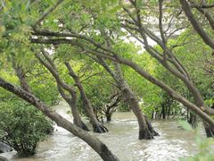 -宝安西湾红树林湿地公园