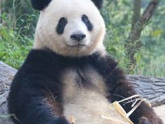 -中国大熊猫保护研究中心雅安碧峰峡基地