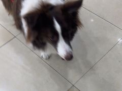 -瑞鹏·疫苗·绝育·宠物医院(广九店)