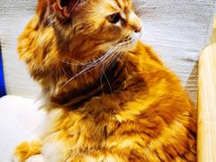 -藏猫猫咖啡主题馆(中央大道店)