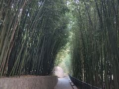 -鲁山国家森林公园