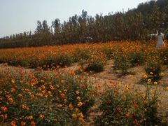 -北京东方普罗旺斯薰衣草庄园