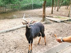 -清迈夜间动物园