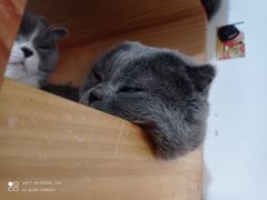 -我爱猫咪·猫咖·狗咖·安哥拉兔·羊驼咖(小寨华旗店)