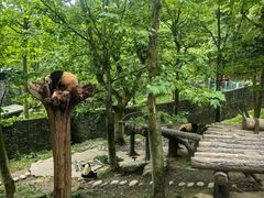 -都江堰中华大熊猫苑