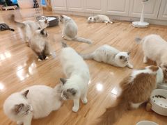 -momokira米努特·德文卷毛猫·棉花面纱犬