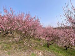 -苏州上方山国家森林公园