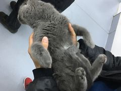 -达爱动物医院·犬猫分区·CT·复杂眼科(远洋山水分院)