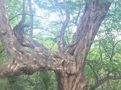 -皇藏峪国家森林公园