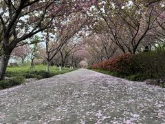 -高东镇樱花园