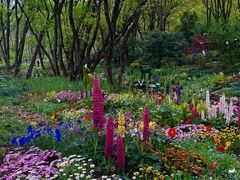 -上海共青森林公园