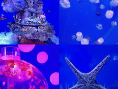 -海合安武汉极地海洋公园