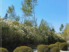 -群力丁香公园