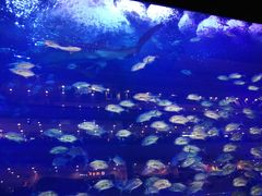 -成都浩海立方海洋公园