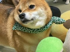 -逗柴咖啡屋·狗咖猫咖宠物桌游