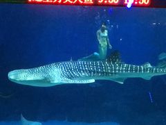 -烟台海昌鲸鲨海洋公园