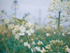 -中国天府农业博览园