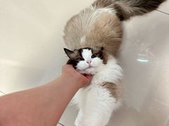 -欣宠猫屋·矮脚拿破仑·蓝金金渐层