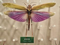 -国家自然博物馆