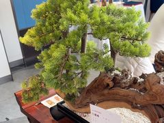 -顺峰(农展馆店)