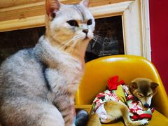 -猫色咖啡·猫咖