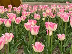 -玄武湖景区-情侣园游乐场