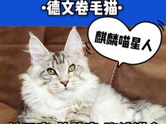 -70cat德文卷毛猫·缅因猫纯种猫舍