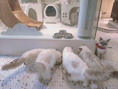 -喵喵咪呀布偶猫咖(春熙路店)