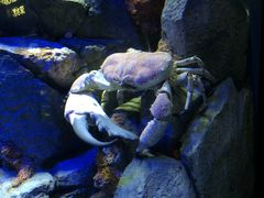 -新加坡海洋生态馆