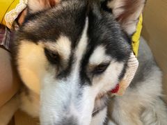 -Husky Go! 哈士奇体验馆·宠物咖啡厅狗咖