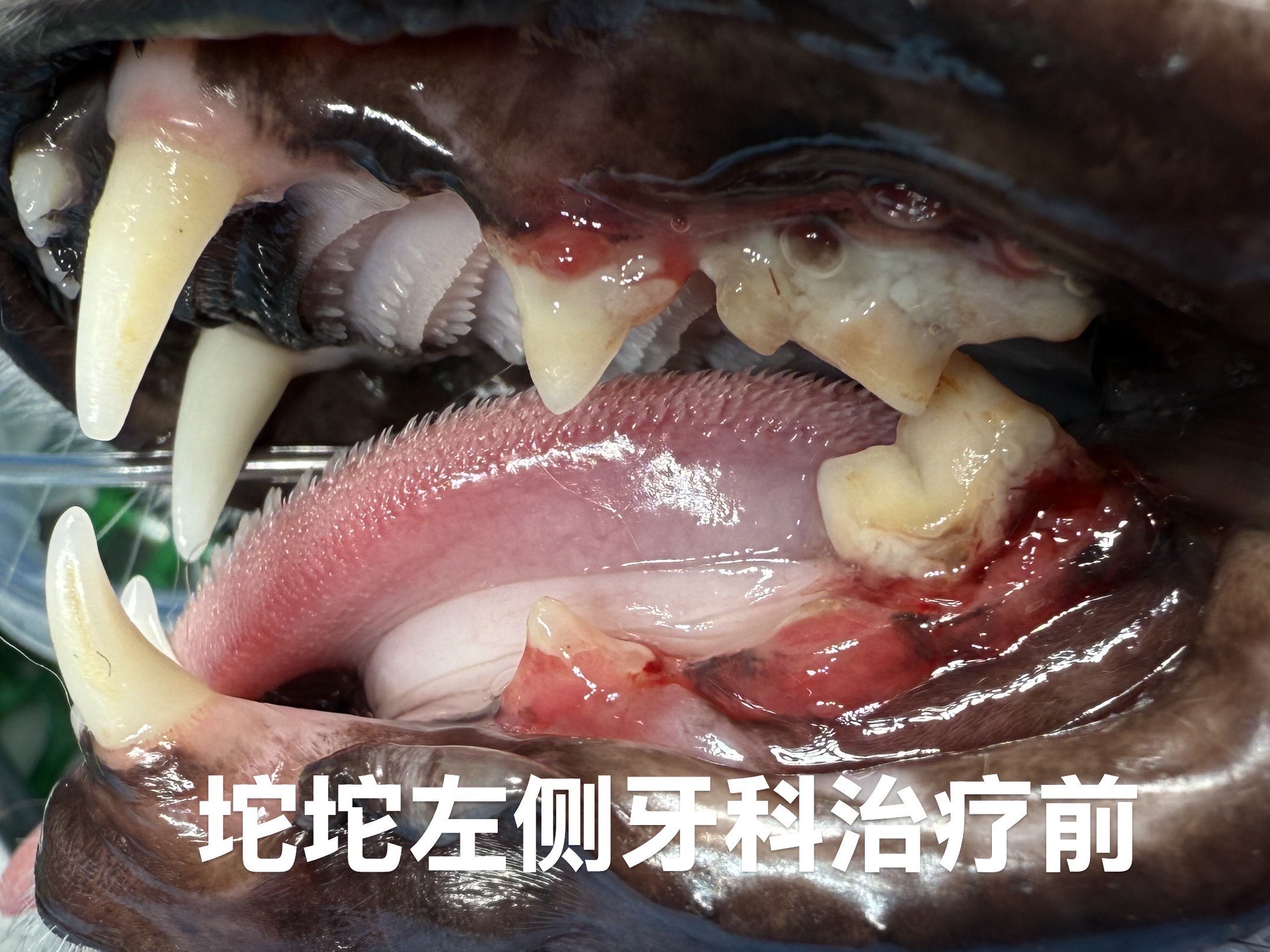 宠物口腔牙科