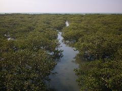 -北海金海湾红树林生态旅游区