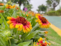-芒洲湿地公园