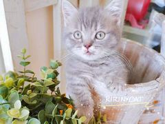 -十年猫舍·猫咪专门店(普陀店)