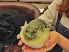 -肆月河豚·新淮扬(金融街店)