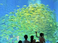 -芜湖新华联大白鲸海洋公园