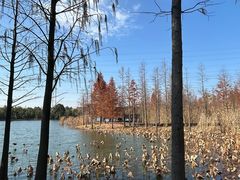 -昆山城市生态森林公园