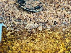 -共和老洪豆花草粿水粿