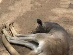 -可伦宾野生动物保护区