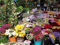 -曲阳花鸟市场(曲阳路店)