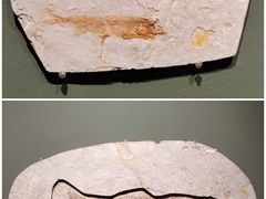 -遇见博物馆(遇见海洋沉浸式奇幻光影展)