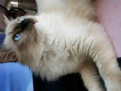 -东方名猫馆·英短金渐层布偶猫舍(环线广场1号楼店)