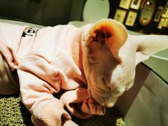 -藏猫猫咖啡主题馆(中央大道店)